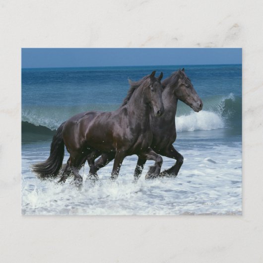 Fantasy Horses: Friesians & Sea Postkarte (Vorderseite)