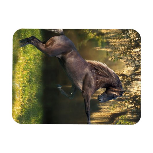 Fantasy Horses: Kriegerprinz Magnet (Horizontal)