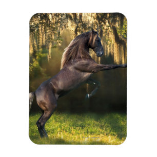 Fantasy Horses: Kriegerprinz Magnet