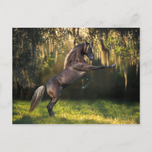 Fantasy Horses: Kriegerprinz Postkarte