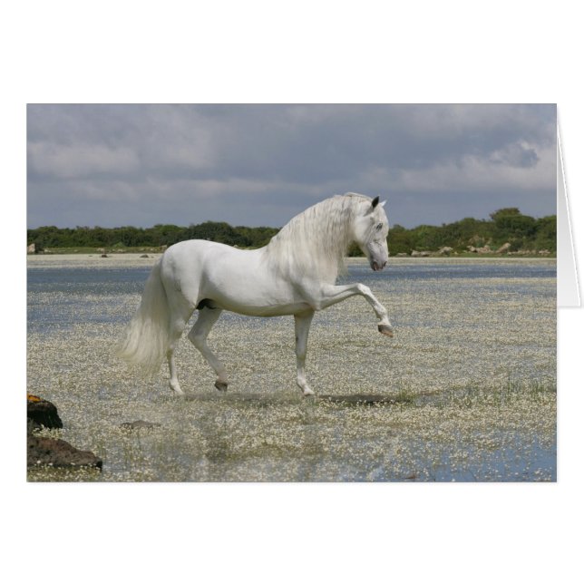 Fantasy Horses: Lord of the Lake (Vorderseite (Horizontal))