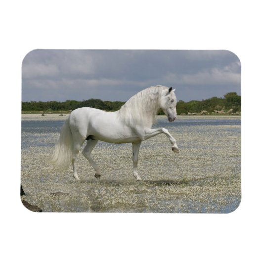 Fantasy Horses: Lord of the Lake Magnet (Horizontal)