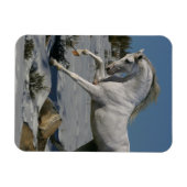 Fantasy Horses: Snow King Magnet (Horizontal)