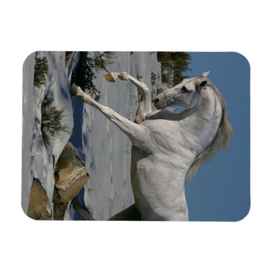 Fantasy Horses: Snow King Magnet (Horizontal)