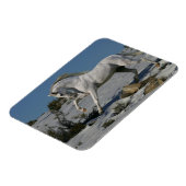 Fantasy Horses: Snow King Magnet (Linke Seite)