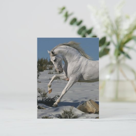 Fantasy Horses: Snow King Postkarte (Stehend Vorderseite)
