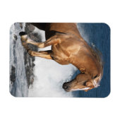 Fantasy Horses: Sommerspass Magnet (Horizontal)