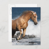 Fantasy Horses: Sommerspass Postkarte (Vorne/Hinten)