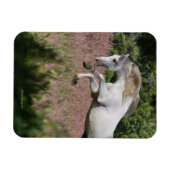 Fantasy Horses: Spring Gallop Magnet (Horizontal)