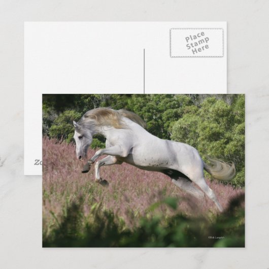 Fantasy Horses: Spring Gallop Postkarte (Vorne/Hinten)