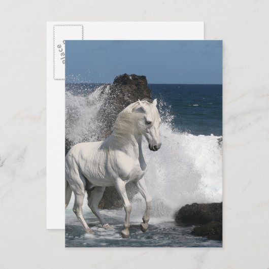 Fantasy Horses: Südliche Meere Postkarte (Vorne/Hinten)