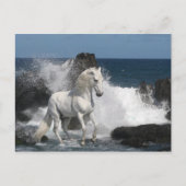 Fantasy Horses: Südliche Meere Postkarte (Vorderseite)