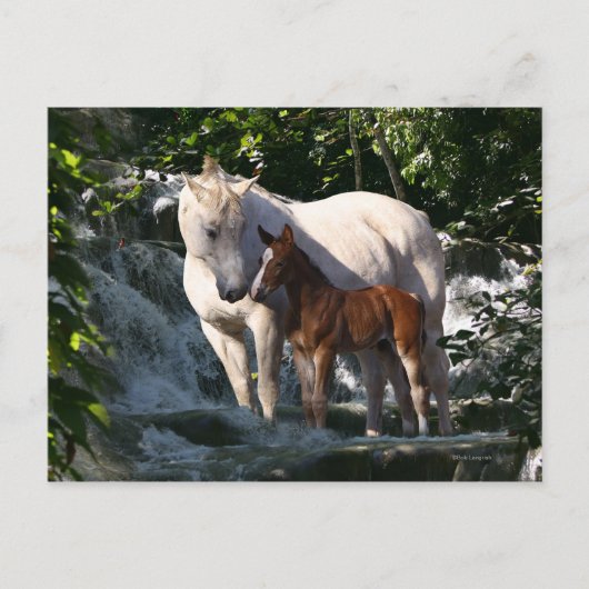 Fantasy Horses: Wasserfall Postkarte (Vorderseite)