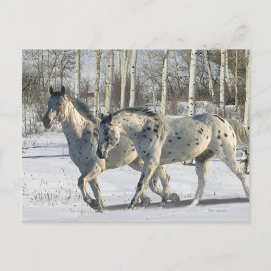 Fantasy Horses: Winter Wunderland Postkarte (Vorderseite)