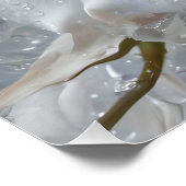 Fantasy Niedlich White Rose Drops Poster (Ecke)