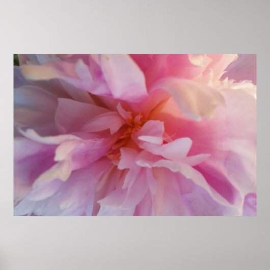 Fantasy Pachy-Pink Peony: Großformatige Printwerbu Poster (Vorne)