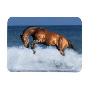 Fantasy Pferde: Selle Francais & Sea Magnet