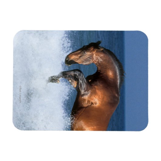 Fantasy Pferde: Selle Francais & Sea Magnet (Horizontal)