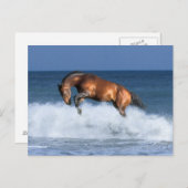 Fantasy Pferde: Selle Francais & Sea Postkarte (Vorne/Hinten)