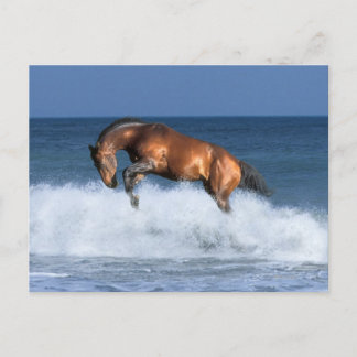 Fantasy Pferde: Selle Francais & Sea Postkarte