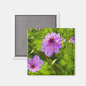 Fantasy Pink Dahlia Magnet (Vorderseite/Rückseite)