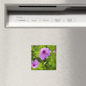Fantasy Pink Dahlia Magnet (In Situ (Geschirrspüler))