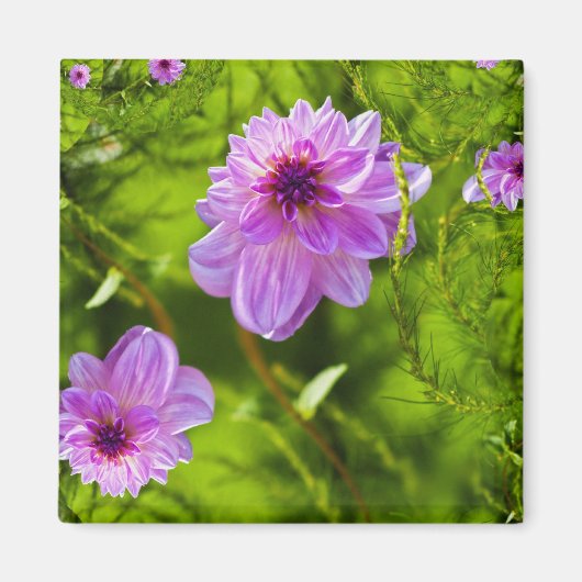 Fantasy Pink Dahlia Magnet (Vorne)