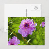 Fantasy Pink Dahlia Postkarte (Vorne/Hinten)