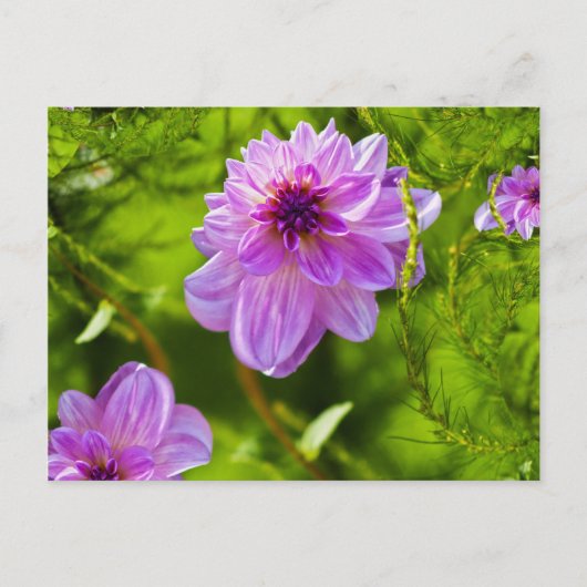 Fantasy Pink Dahlia Postkarte (Vorderseite)