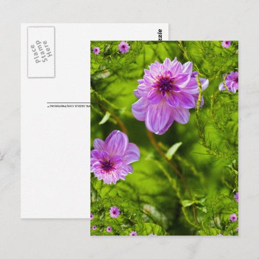 Fantasy Pink Dahlia Postkarte (Vorne/Hinten)