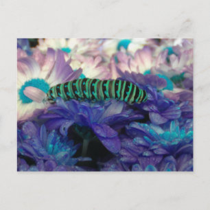 Fantasy Raupe Postcard Postkarte