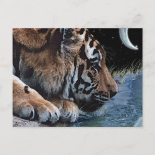 Fantasy Tiger & Moon Postkarten