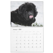 Far-Flung Dog Tongue Kalender (Jan 2027)
