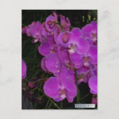 FARBBIGE FLORA #3 Postkarten (Vorderseite)