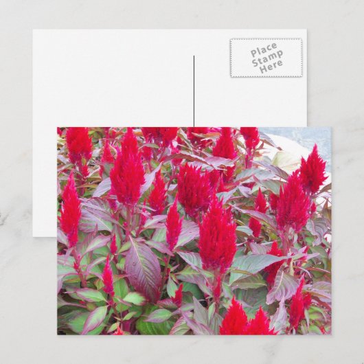 FARBBIGE FLORA POSTCARD POSTKARTE (Vorne/Hinten)