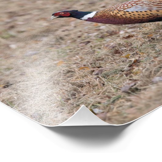 Farbdrucke für Foto (Ecke)