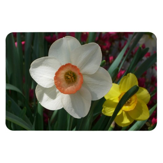 Farbe der Frühlingsblumen Rosa und Gelb Magnet (Horizontal)