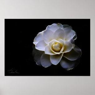 Farbe der Kamelie Poster