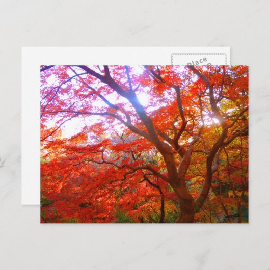 Farbe des Herbstes Postkarte (Vorne/Hinten)