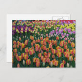 Farbe Postkarte (Vorne/Hinten)