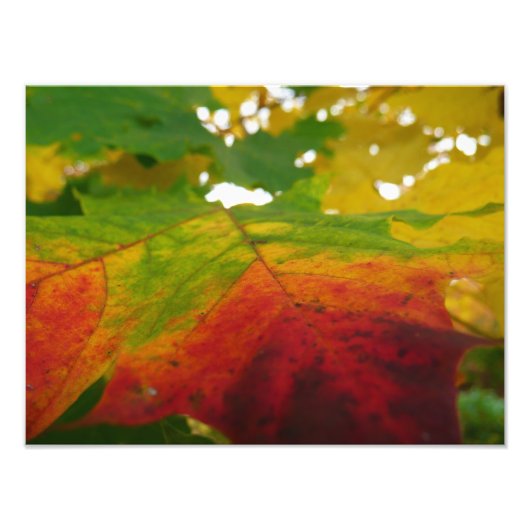 Farben der Ahornleaf Autumn Nature Fotografy Fotodruck (Vorne)