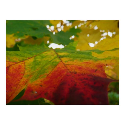 Farben der Ahornleaf Autumn Nature Fotografy Poster (Vorderseite)