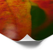 Farben der Ahornleaf Autumn Nature Fotografy Poster (Ecke)