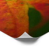 Farben der Ahornleaf Autumn Nature Fotografy Poster (Ecke)