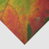 Farben der Ahornleaf Autumn Nature Fotografy Seidenpapier (Detail)