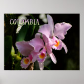 Farben der Kolumbien-Orchidee Poster (Vorne)