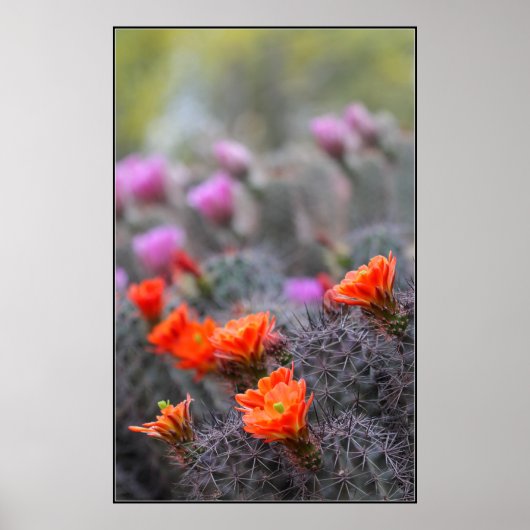 Farben der Wüste Poster (Vorne)