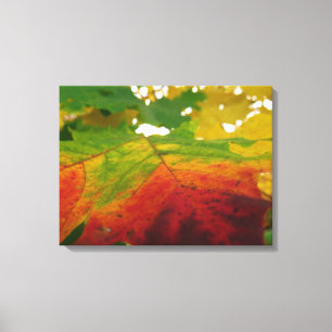 Farben des Ahornblattes Herbst Naturfotografie Leinwanddruck