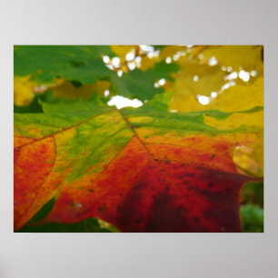 Farben des Ahornblattes Herbst Naturfotografie Poster
