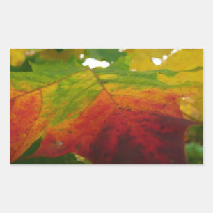 Farben des Ahornblattes Herbst Naturfotografie Rechteckiger Aufkleber